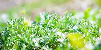 マイルドな辛さで家族みんなが楽しめる