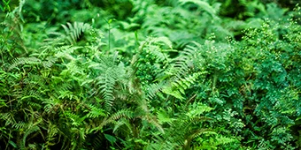 伊吹山麓の草木を活かした、自然で奥深い香り