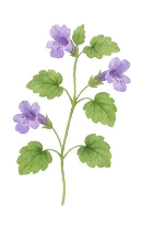 カキドオシ