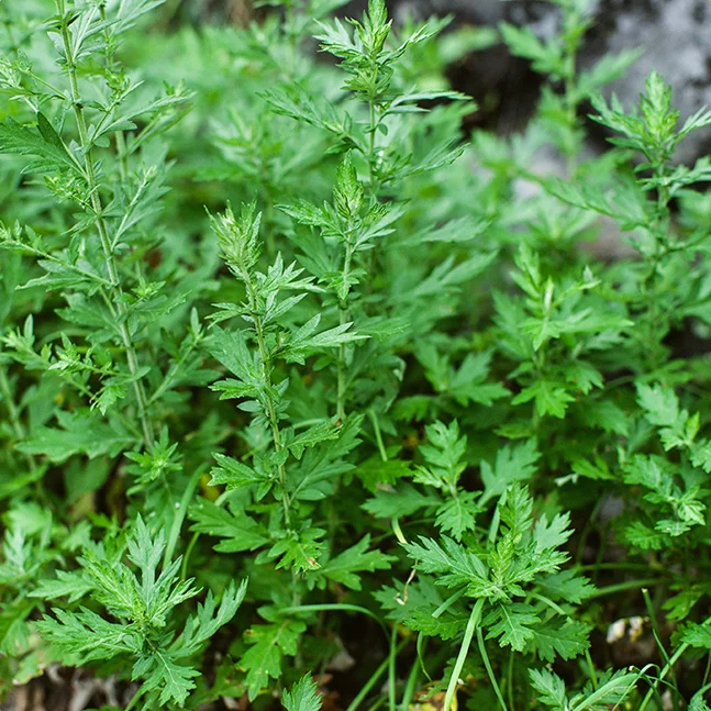 信長も注目した、伊吹山麓の薬草