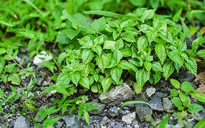 信長も注目した、伊吹山麓の薬草