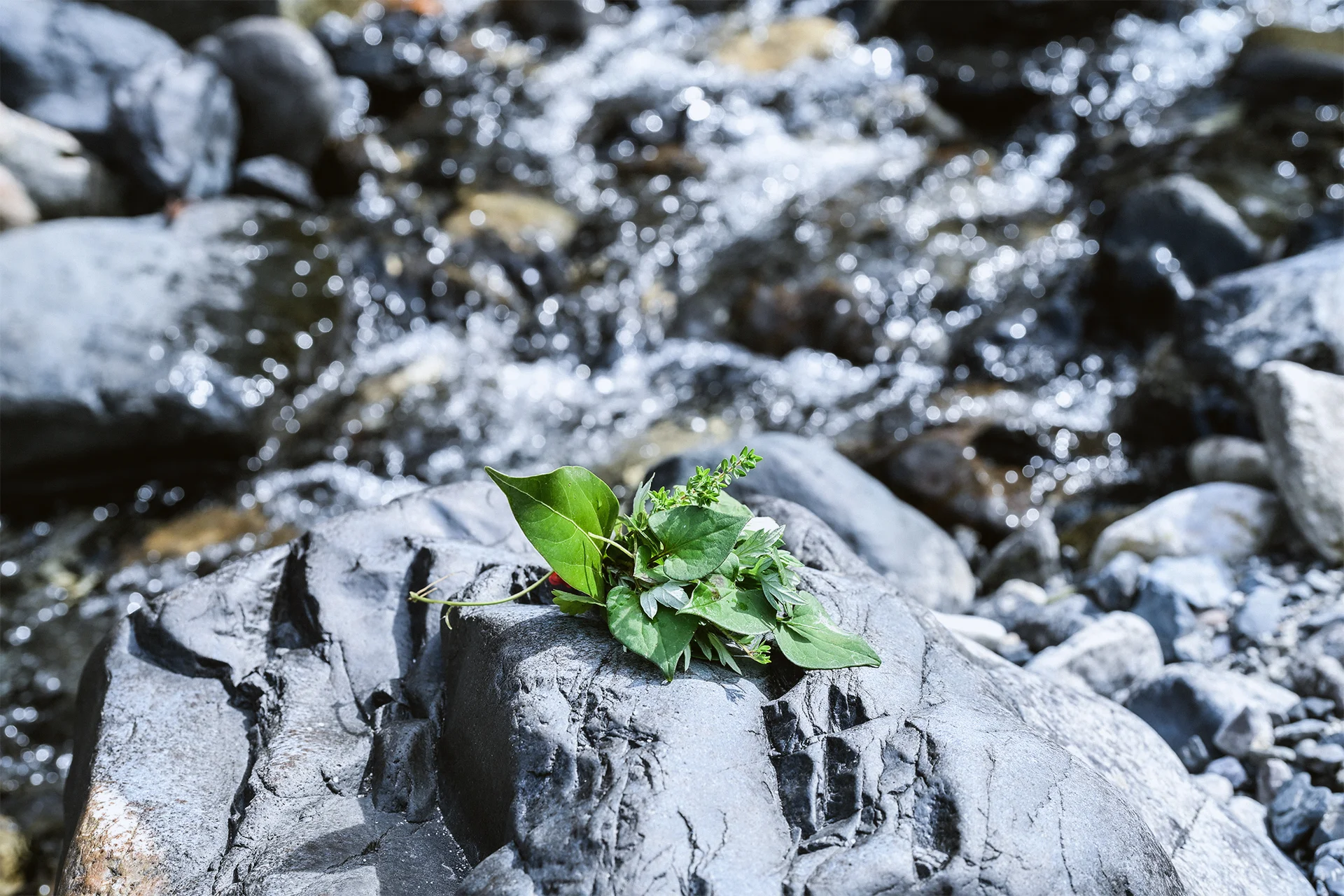 伊吹山麓写真