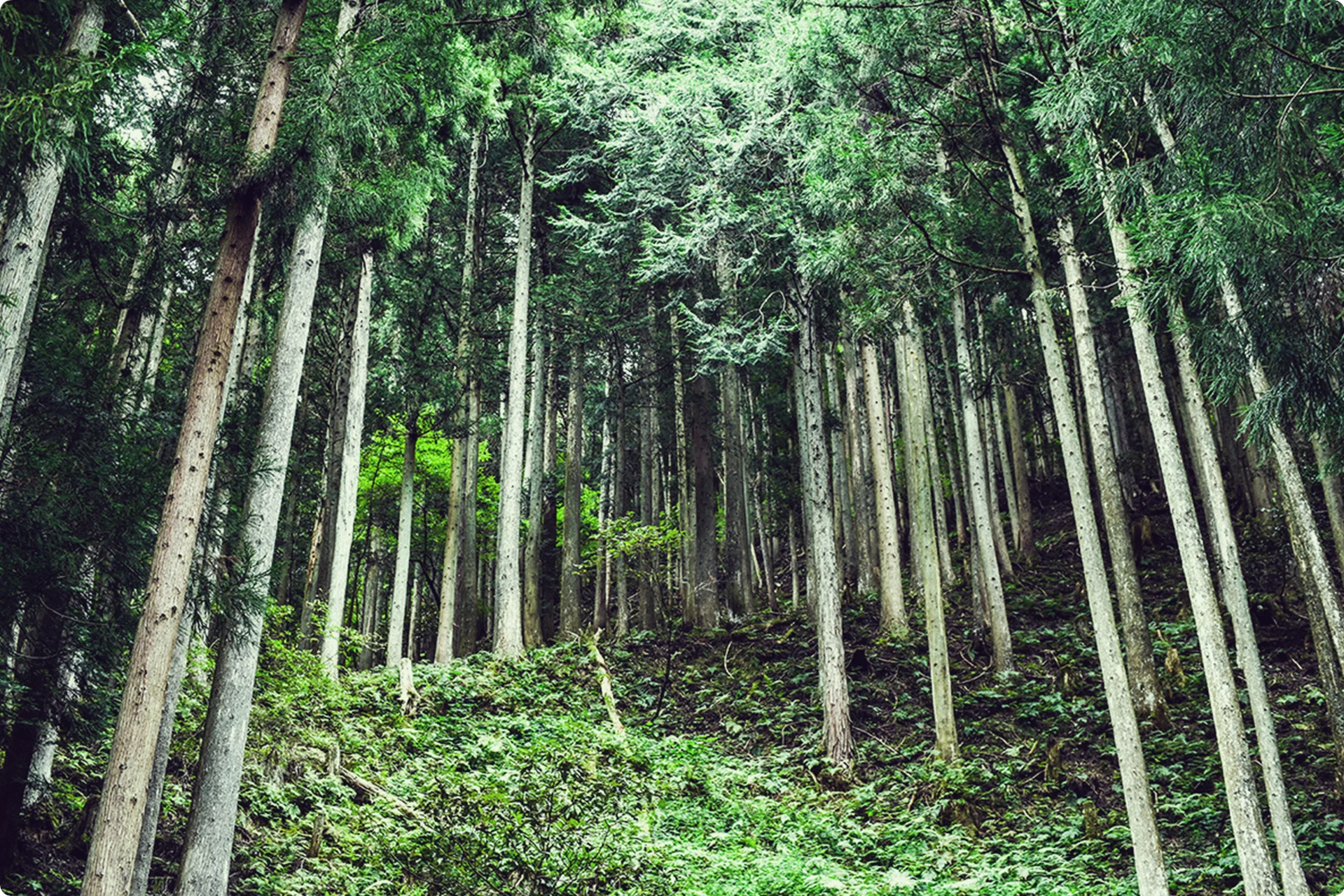 背景画像