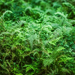 薬草文化を食で楽しむ新しいスタイル